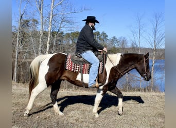 Quarterhäst, Valack, 16 år, 157 cm, Tobiano-skäck-alla-färger