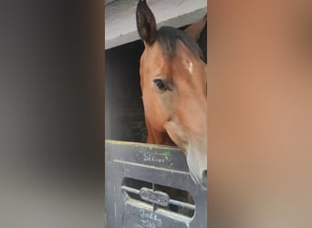 Quarterhäst, Valack, 17 år, 160 cm, Brun