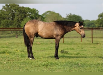Quarterhäst, Valack, 1 år, 142 cm, Gulbrun