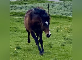 Quarterhäst, Valack, 1 år, 150 cm, Mörkbrun
