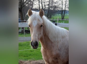Quarterhäst, Valack, 1 år, 150 cm, Palomino