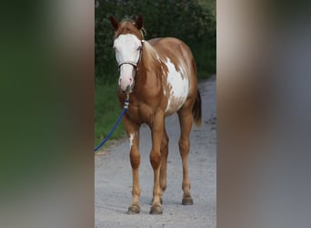 Quarterhäst, Valack, 1 år, 153 cm, Overo-skäck-alla-färger