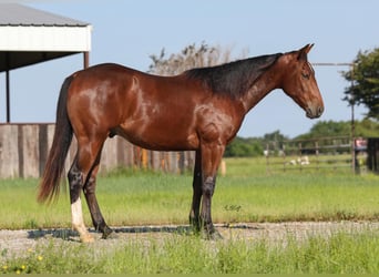 Quarterhäst, Valack, 2 år, 147 cm, Brun