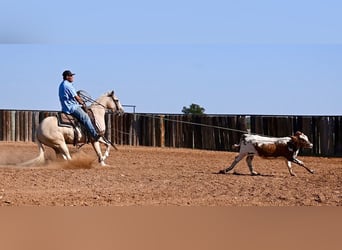 American Quarter Horse, Wallach, 2 Jahre, 147 cm, Palomino