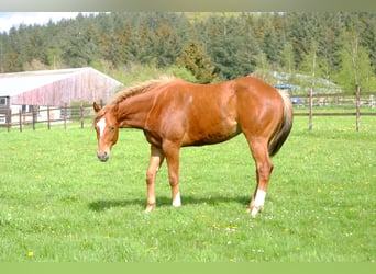Quarterhäst, Valack, 2 år, 156 cm, fux