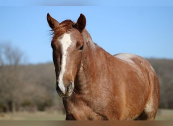 Quarterhäst, Valack, 3 år, 132 cm, Rödskimmel