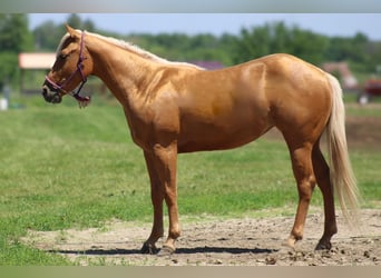 Quarterhäst, Valack, 3 år, 142 cm, Palomino