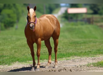 Quarterhäst, Valack, 3 år, 142 cm, Palomino