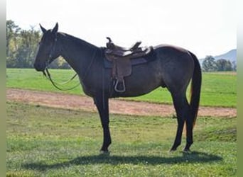 Quarterhäst, Valack, 3 år, 150 cm, Brunskimmel