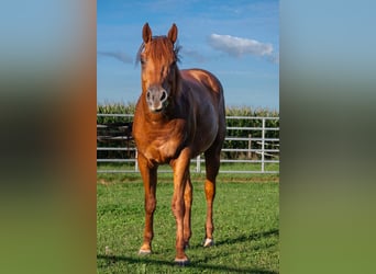 American Quarter Horse, Wallach, 3 Jahre, 150 cm, Rotfuchs