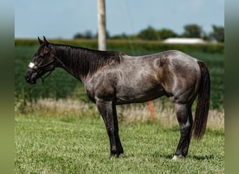 Quarterhäst, Valack, 3 år, 155 cm, Konstantskimmel