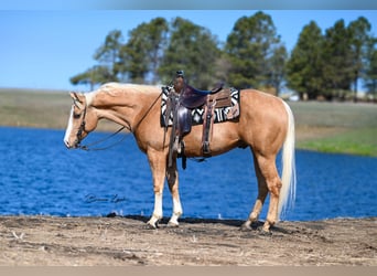 Quarterhäst, Valack, 3 år, 155 cm, Palomino