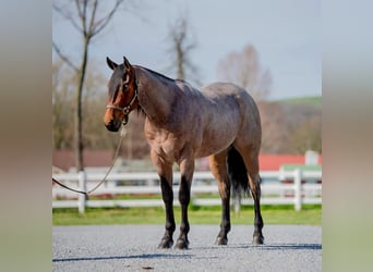 Quarterhäst, Valack, 3 år, 157 cm, Brunskimmel