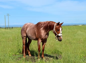 Quarterhäst, Valack, 3 år, Rödskimmel