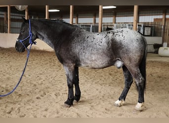 Quarterhäst Blandning, Valack, 4 år, 147 cm, Konstantskimmel