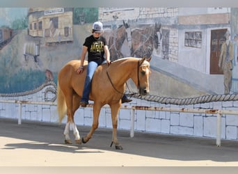 Quarterhäst, Valack, 4 år, 147 cm, Palomino