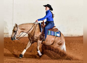 Quarterhäst, Valack, 4 år, 147 cm, Palomino
