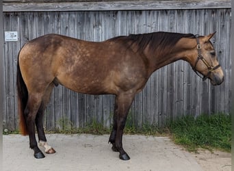 Quarterhäst, Valack, 4 år, 148 cm, Gulbrun