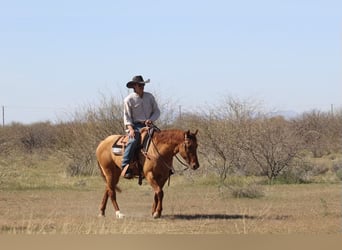 Quarterhäst, Valack, 4 år, 150 cm, Black