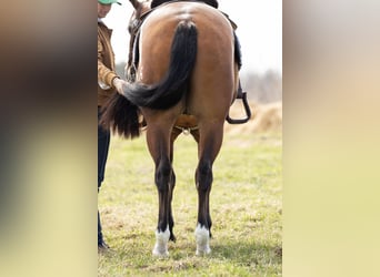 Quarterhäst, Valack, 4 år, 150 cm, Brun