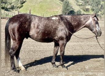 Quarterhäst, Valack, 4 år, 150 cm, Grå