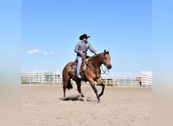 Quarterhäst, Valack, 4 år, 150 cm, Gulbrun