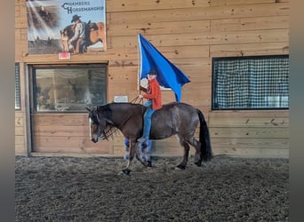 Quarterhäst, Valack, 4 år, 152 cm, Brunskimmel