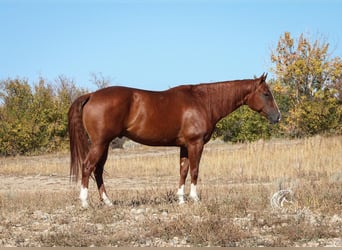 Quarterhäst, Valack, 4 år, 152 cm, Fux
