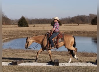 Quarterhäst, Valack, 4 år, 152 cm, Gulbrun