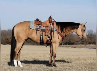 Quarterhäst, Valack, 4 år, 152 cm, Gulbrun