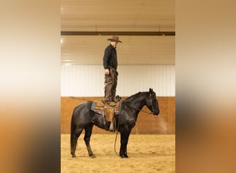 Quarterhäst, Valack, 4 år, 152 cm, Konstantskimmel