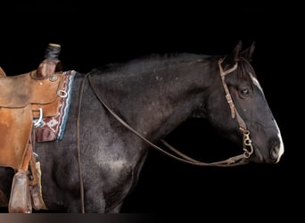 Quarterhäst, Valack, 4 år, 152 cm, Konstantskimmel