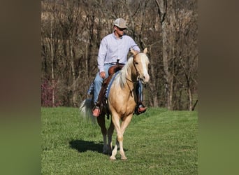 Quarterhäst, Valack, 4 år, 152 cm, Palomino