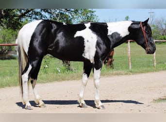 Quarterhäst, Valack, 4 år, 152 cm, Tobiano-skäck-alla-färger