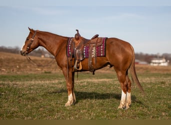 Quarterhäst, Valack, 4 år, 155 cm, Fux