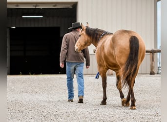 Quarterhäst, Valack, 4 år, 155 cm, Gulbrun