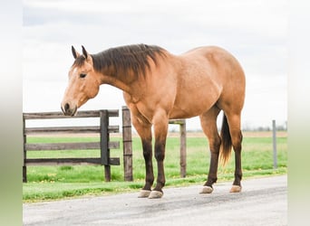 Quarterhäst, Valack, 4 år, 155 cm, Gulbrun