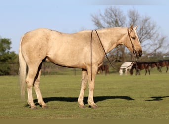 Quarterhäst, Valack, 4 år, 155 cm, Palomino