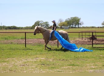Quarterhäst, Valack, 4 år, 155 cm, Palomino
