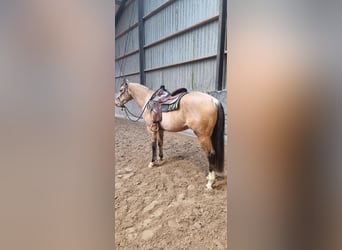 Quarterhäst, Valack, 4 år, 156 cm, Gulbrun