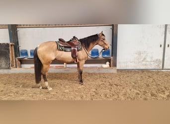 Quarterhäst, Valack, 4 år, 156 cm, Gulbrun