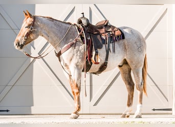 Quarterhäst, Valack, 4 år, 157 cm, Rödskimmel