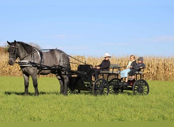 Quarterhäst Blandning, Valack, 4 år, 160 cm, Konstantskimmel