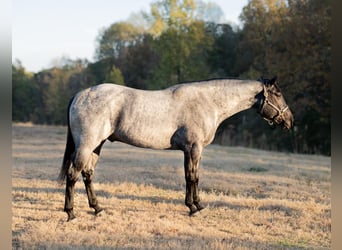 Quarterhäst, Valack, 4 år, 163 cm, Konstantskimmel