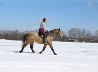 Quarterhäst, Valack, 4 år, 168 cm, Grå-röd-brun
