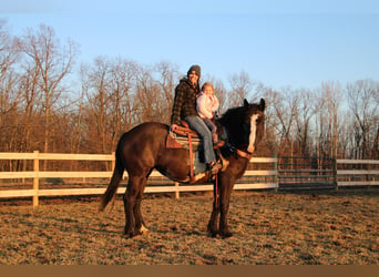 Quarterhäst, Valack, 4 år, Overo-skäck-alla-färger