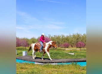 Quarterhäst, Valack, 5 år, 140 cm, Fux