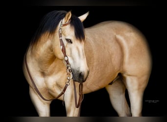 Quarterhäst, Valack, 5 år, 140 cm, Gulbrun