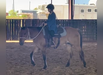 Quarterhäst, Valack, 5 år, 145 cm, Black
