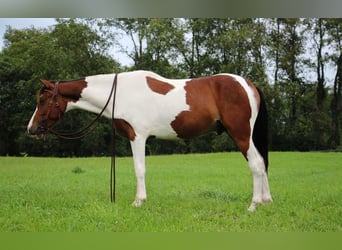Quarterhäst, Valack, 5 år, 145 cm, Tobiano-skäck-alla-färger